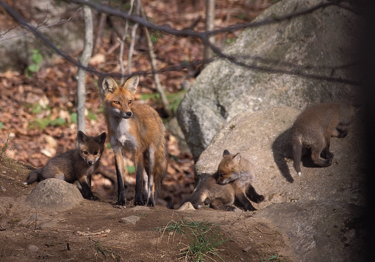 Fox family